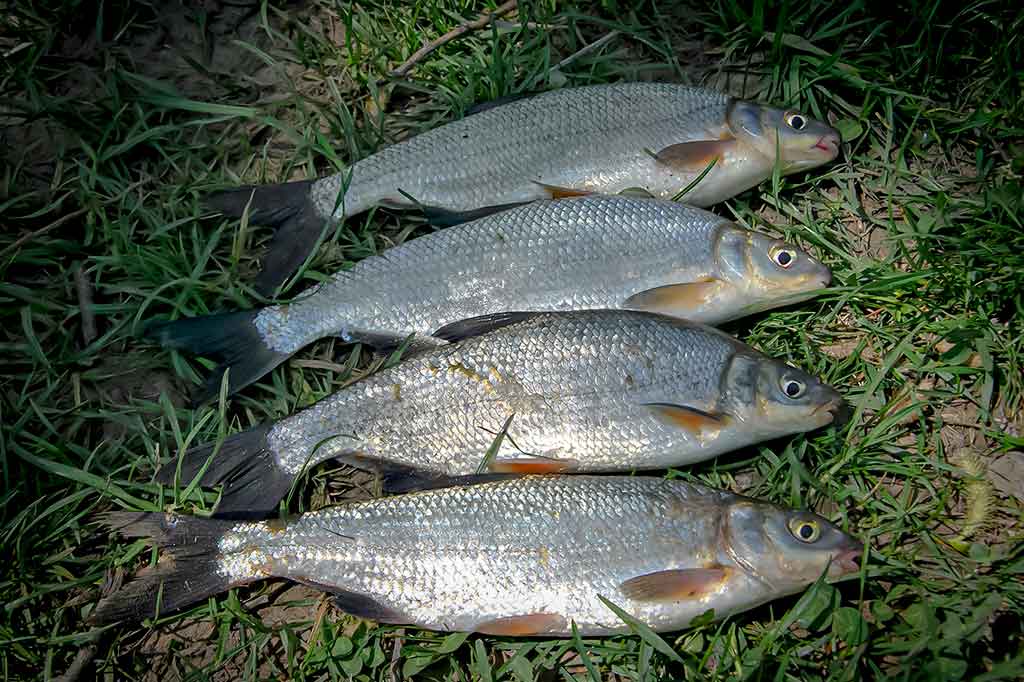 Žiobrinės prie Šventosios